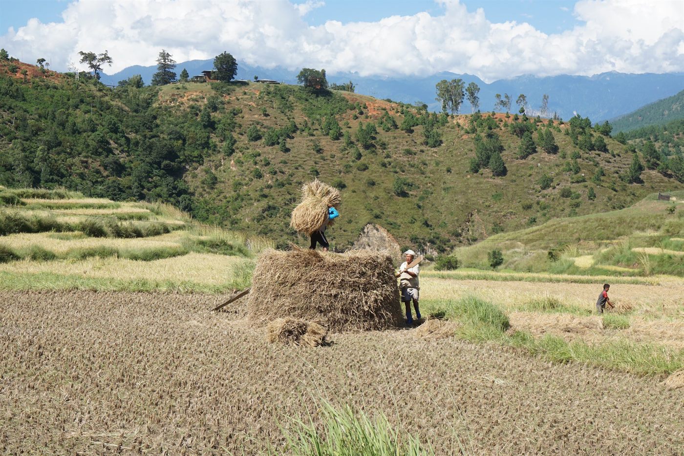 Farmers stacking harvested rice straw in a terraced field in Bhutan