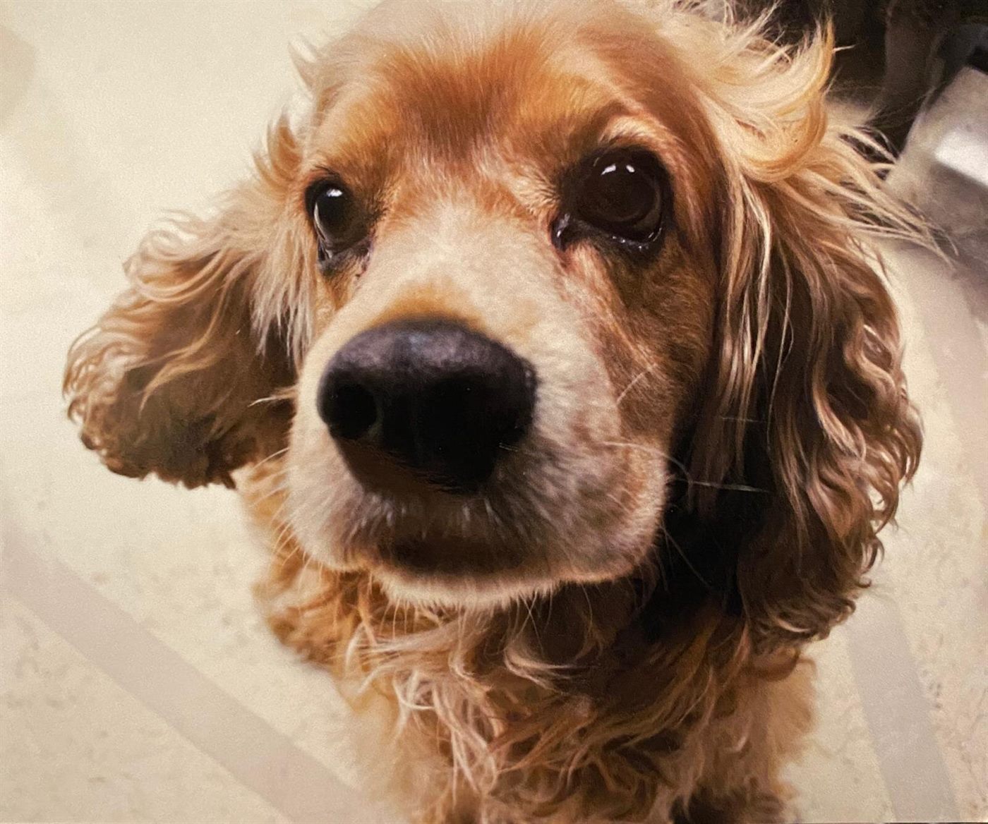 Fofo, a golden English cocker spaniel, looking up at the camera